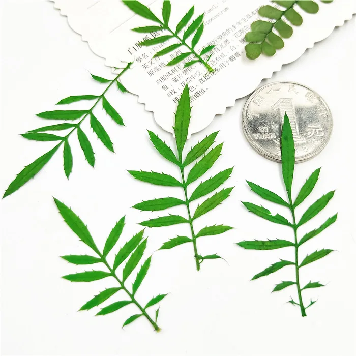 

Dried Pressed Flower Dry Plants for Aromatherapy Candle Epoxy Resin Mold Fillings Nail Art Jewelry Making Crafts DIY Accessories