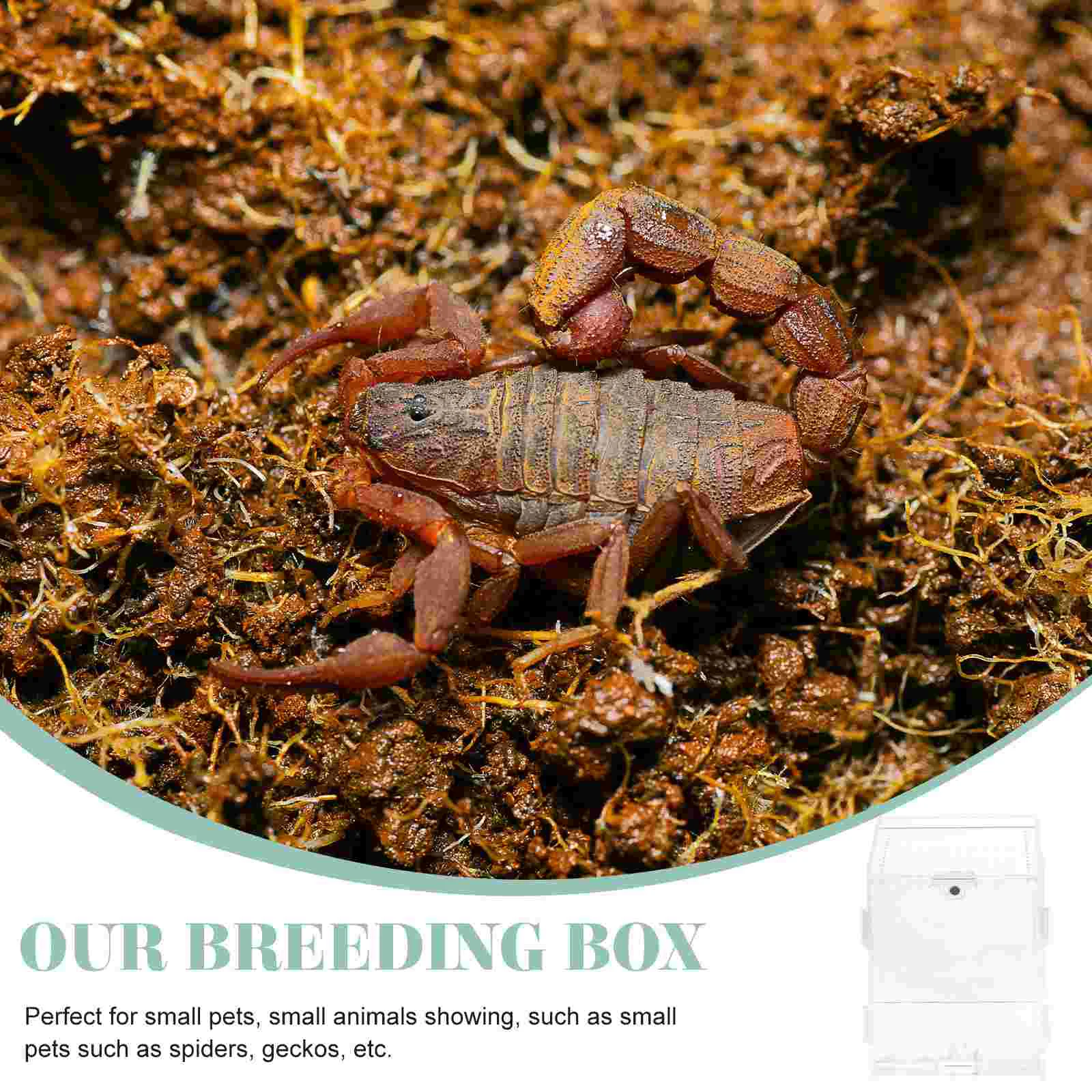 Прозрачные коробки для животных домашних пауков рак-отшельник аквариум
