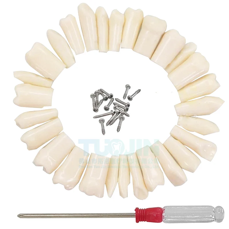 Free Shipping 1Set 28PCS Dental Resin Teeth Typodont Model Plastic Replacement Teeth Teaching Model Dentistry Laboratory Product