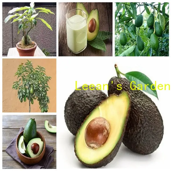 

100 шт. семена авокадо для цветов растений для домашнего ароматического декора Цветы Семена полупианита
