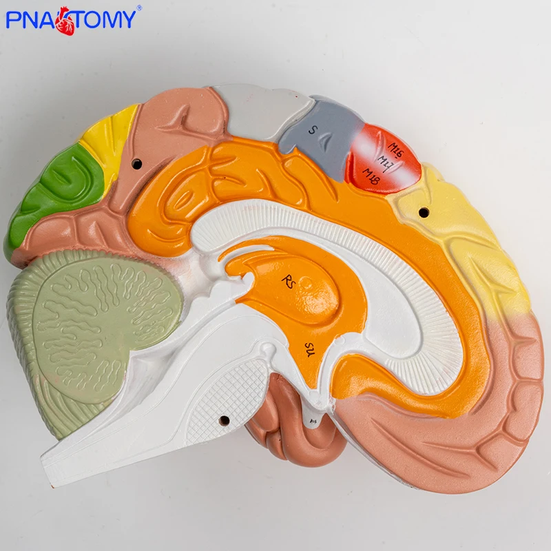 Мозговое мозговое основание 4 части разборная Анатомия мозга развивающие