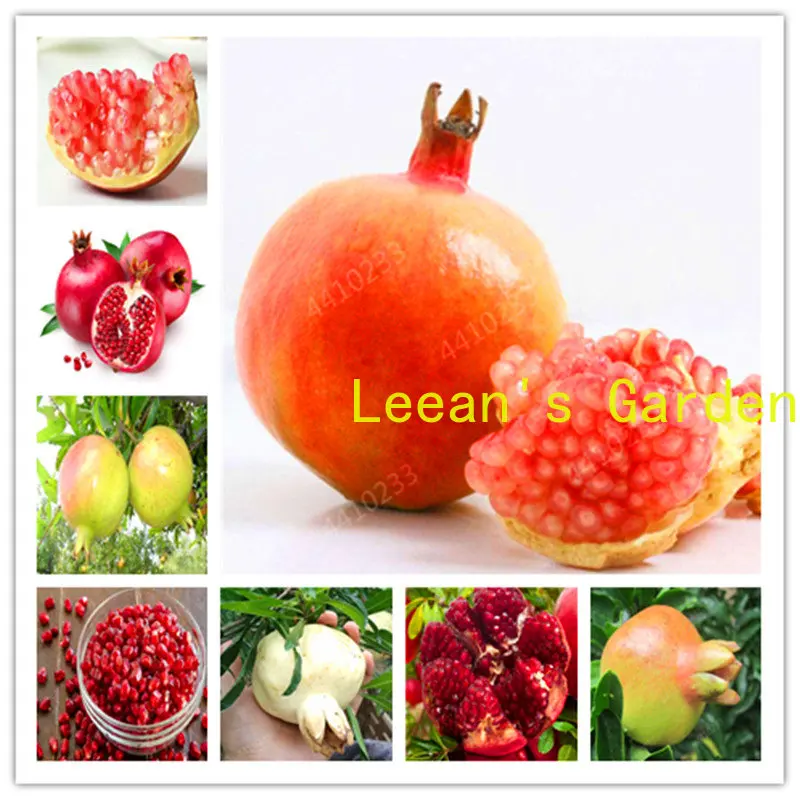 

50 шт. гранат Punica Granatum очень сладкие вкусные фрукты уличное Ягодное дерево для дома и сада процент прорастания 97%