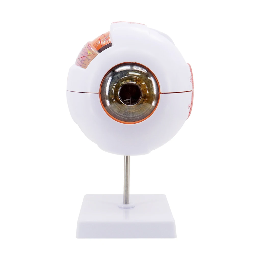 

Eyeball Model Eye Learning Tools Teaching Instrument
