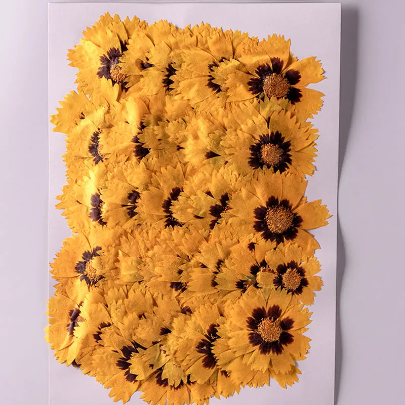 

1000 шт. оригинальный сушеный прессованный цветок Coreopsis для оформления фотоэлементов, бесплатная доставка
