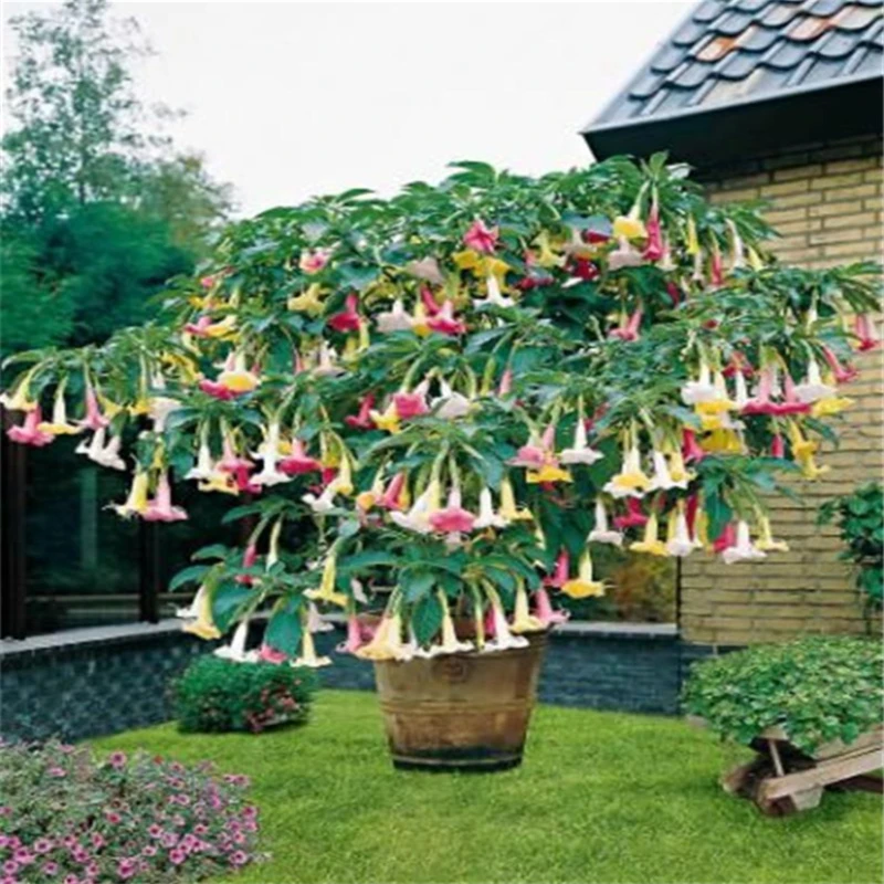 100 шт. радужные благовония Brugmansia Datura Природные растения цветочные |