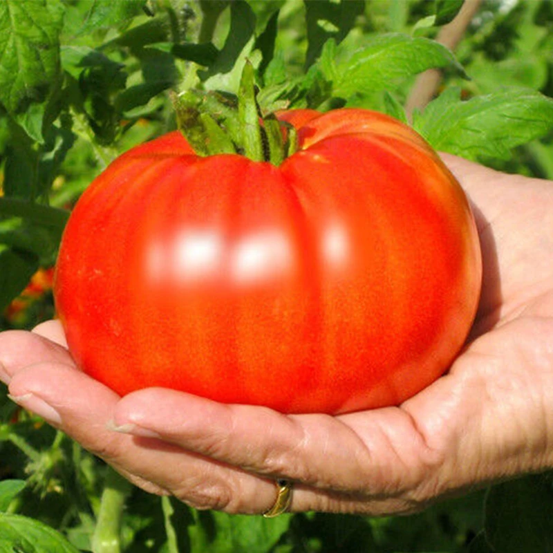 

4Types 20Pcs Vegetable Beefsteak Tomato 10 Premium Quality