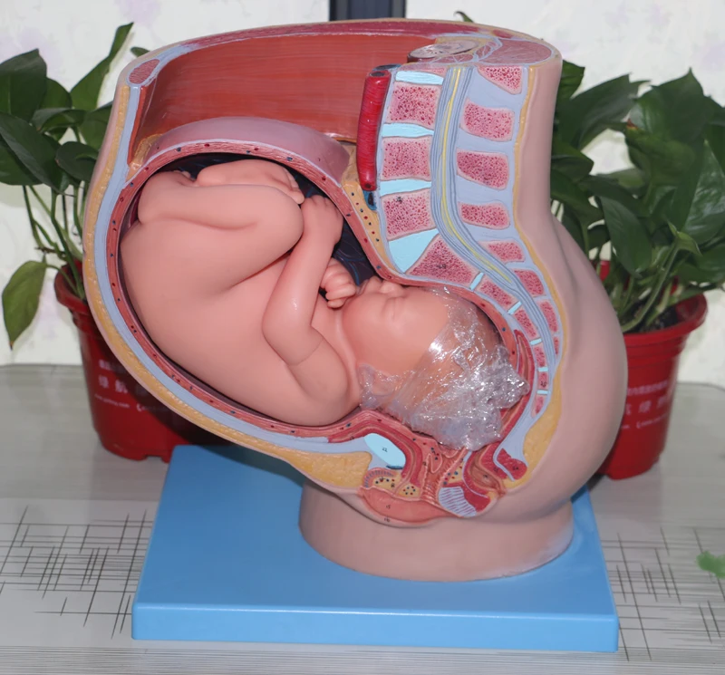 

Model of a 9-Month Pregnant Fetus in The Pelvis,Female Abdominal Girdle Fetal Model