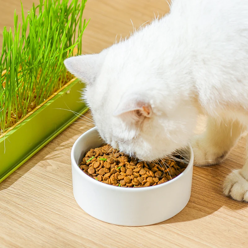 Блюдо Для Кормления Кошек Выращивания Растений И Трав Круглая Пластиковая Миска