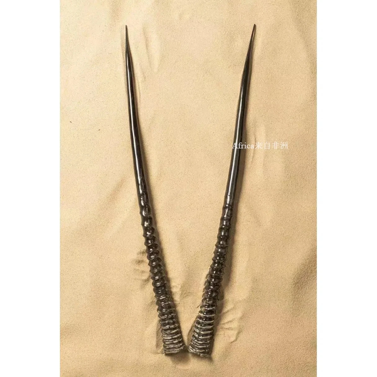 South Africa Imported African Oryx Horn Background Wall Wall Hanging Decoration Bar Artifact Nordic Style Collection Gifts