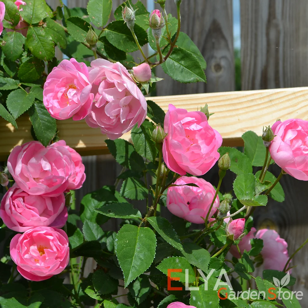 Саженцы розы шраб Раубриттер Дом и сад АлиЭкспресс