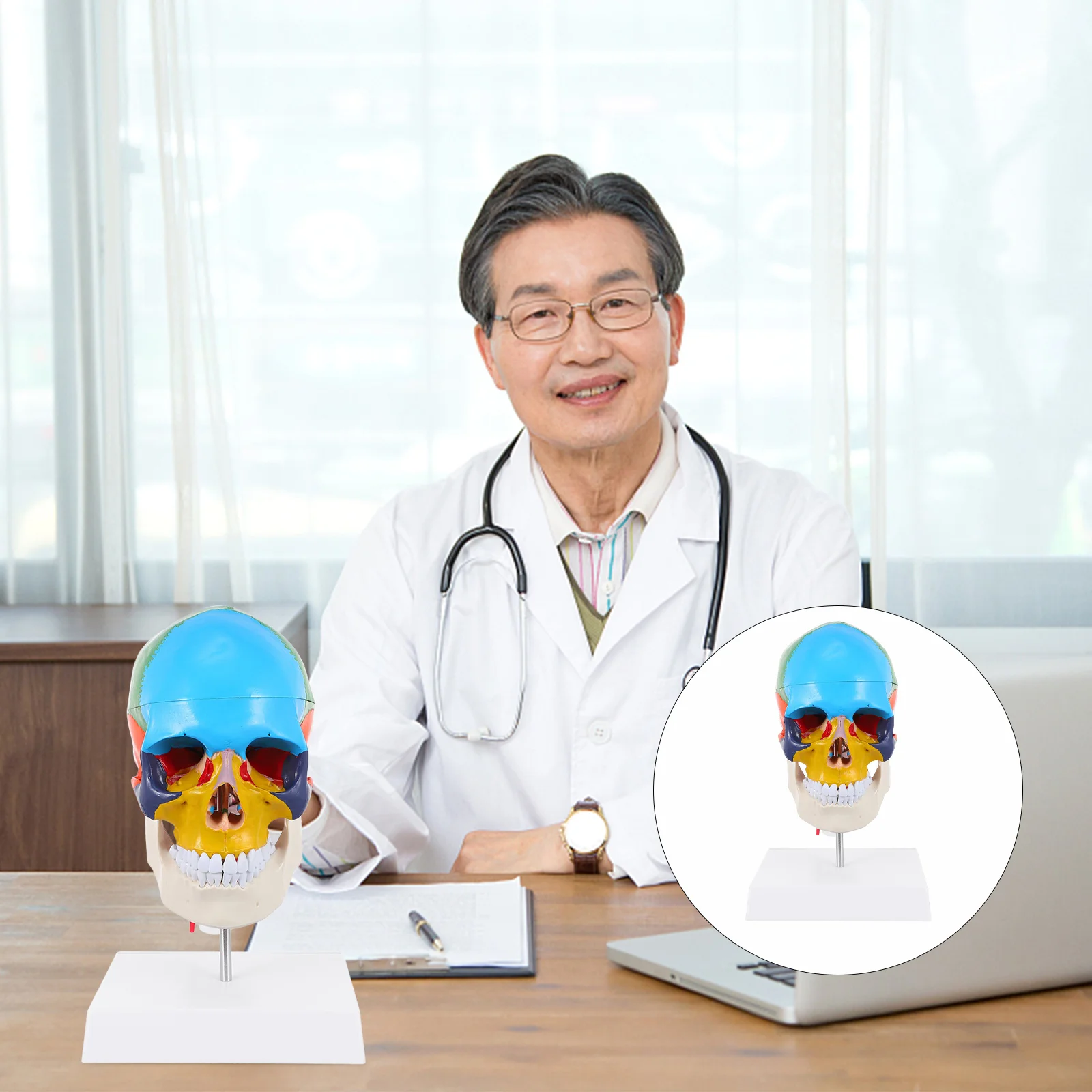 

Хэллоуин миниатюры затенение модель голова медицинская красочная человеческая анатомическая школа обучение ПВХ