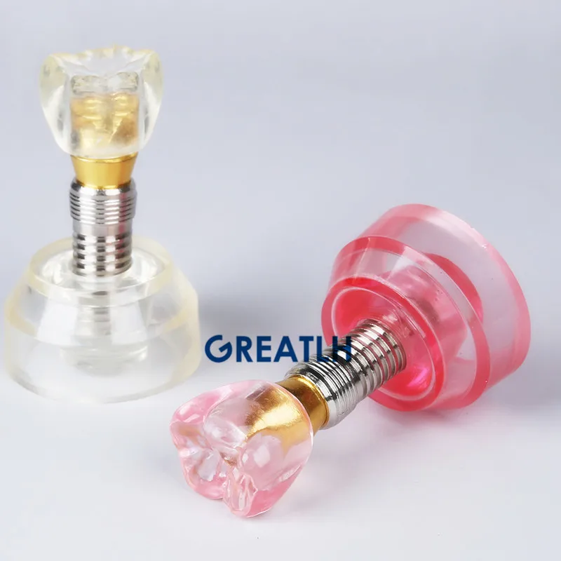 

Dental Implant Teeth Model Dentist Teaching Model Dental Instrument