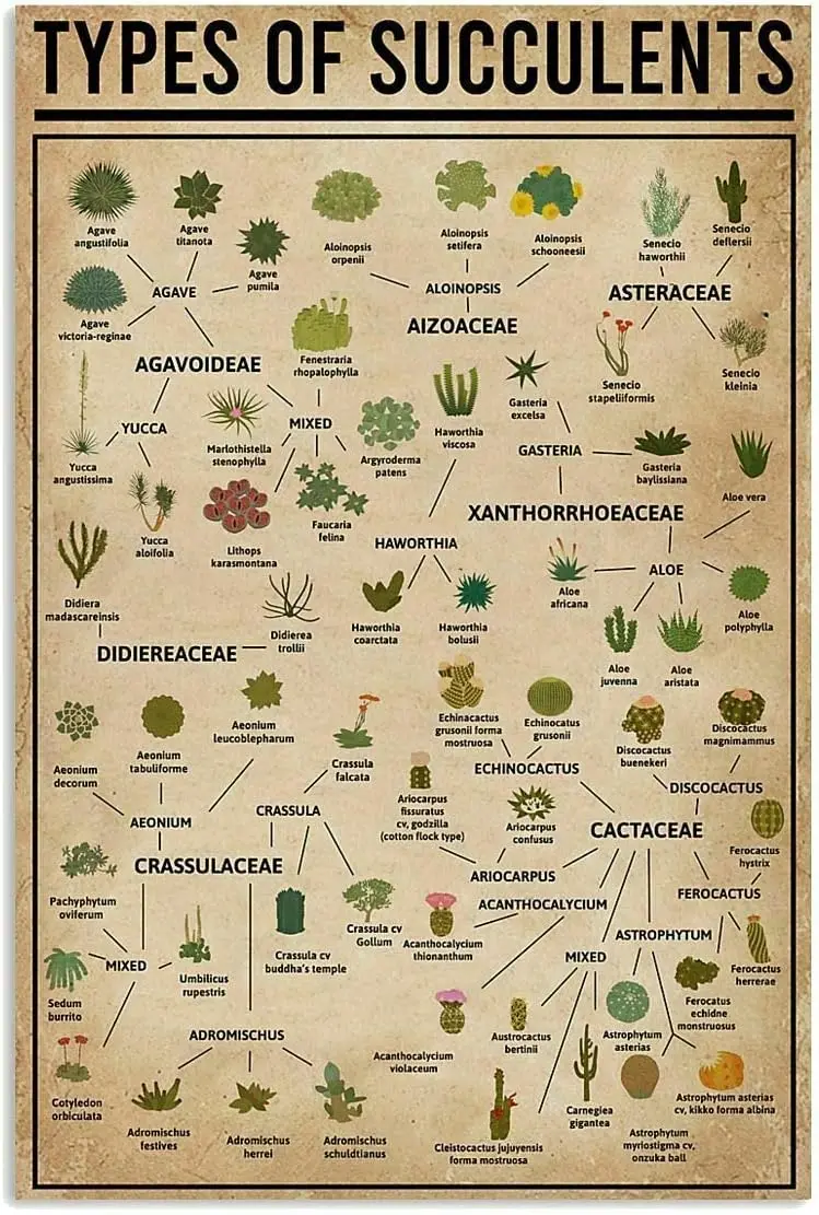 Магазин Coee Metl Sgn Type o Succulents Vntge rt Prntng Плакат Wll Decorton Plque 8x12 nches