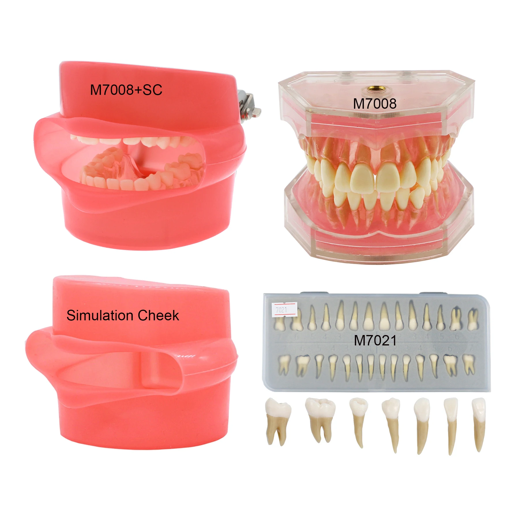 

M7008 M7021 Dental Adult Standard Teeth Model 28Pcs Removable Teeth Study Teach Practice Simulation Cheek Typodont Demo Soft Gum