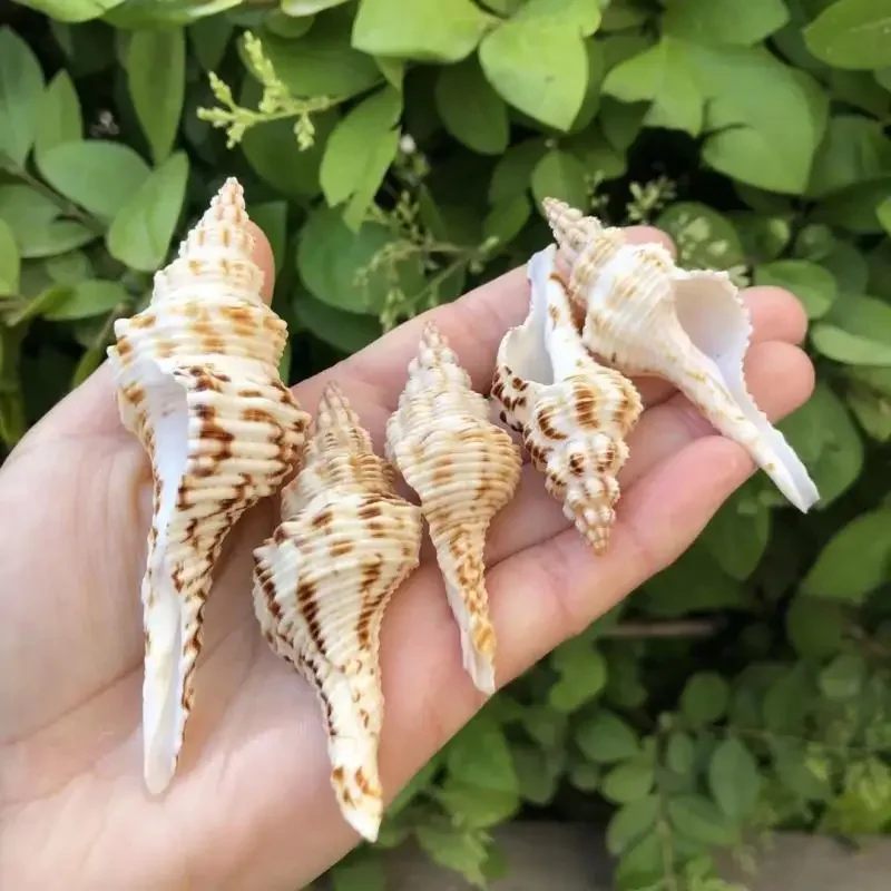 5 шт. образец раковины натуральная раковина аквариум украшения для дома сменная