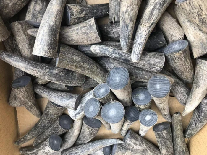 

Буровые рога из органического материала, 1 шт.