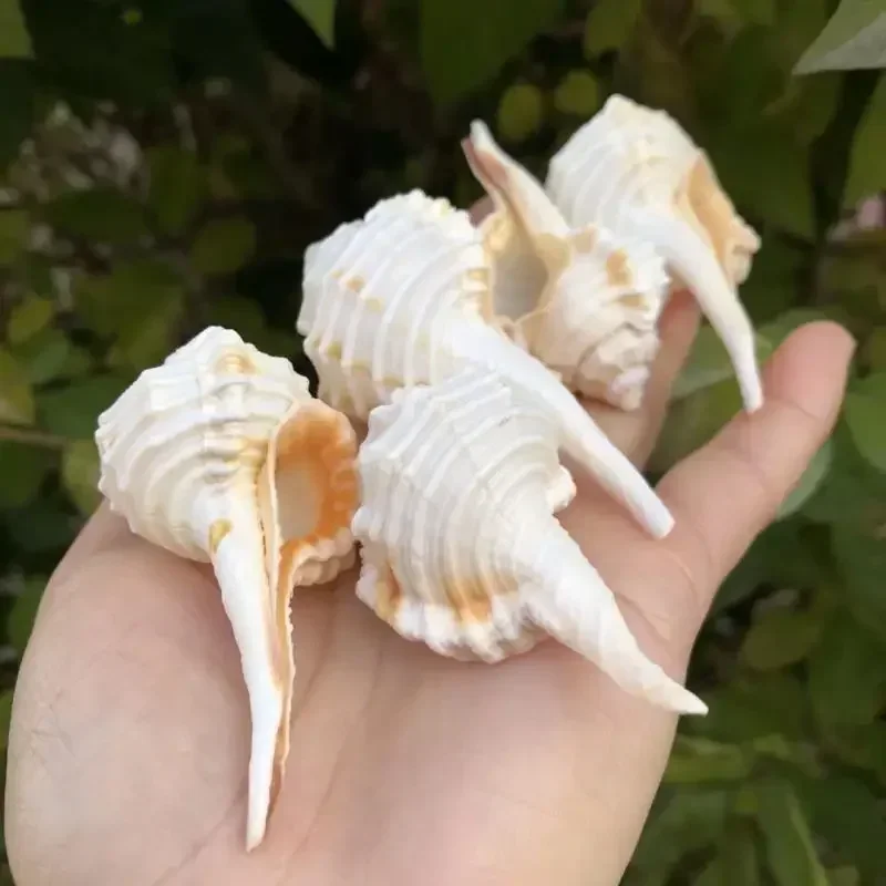 Ракушка в виде натурального ракушки белая трубка аквариум с улиткой Ландшафтная