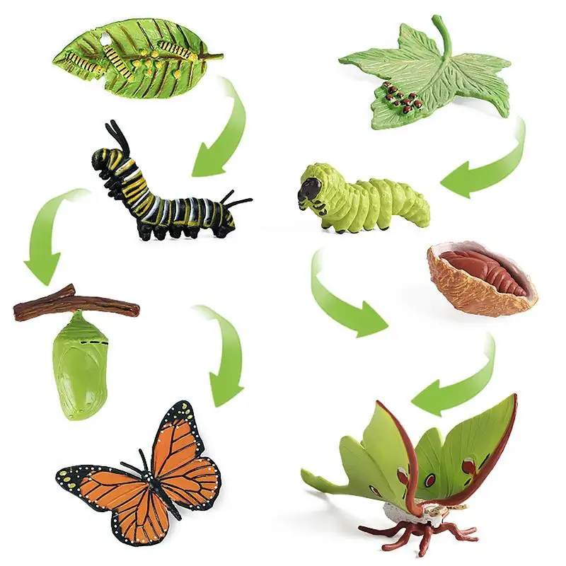 

Life Cycle Toys For Kids Caterpillar To Butterfly Kit 8PCS Biological Model Butterfly Growing Kit Butterfly Life Cycle Model Set
