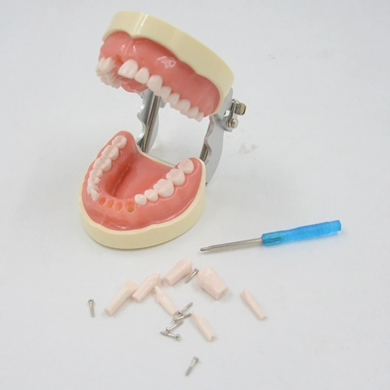 

Зубная модель зубов от модели зубной практики, модель зубной практики от съемные зубы H8WD