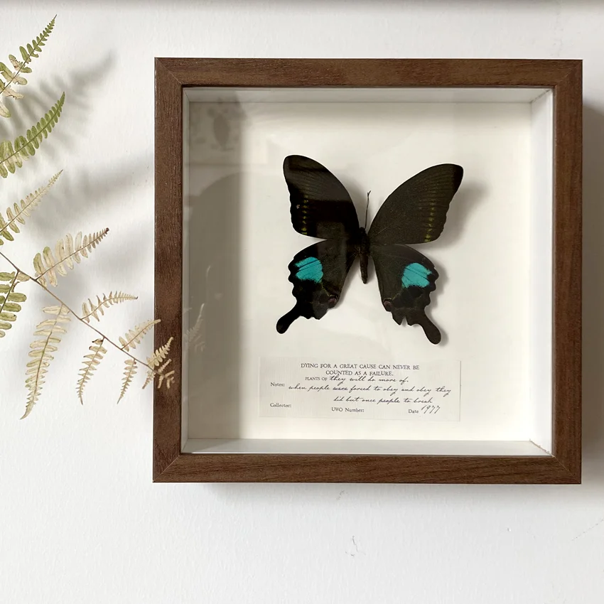 

True Butterfly Specimen, Picture Frame, Decorative Painting, Wall Hanging, Popular Science Knowledge, Gift Creation, Retro Style