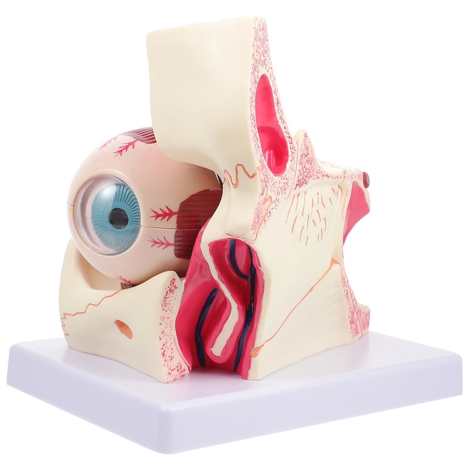 

Eye Model Human Eyeball Mannequin Anatomy Enlarged Anatomical Apparatus Medical