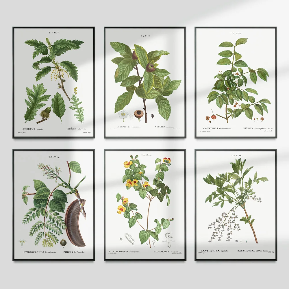 

Pierre Joseph Redoute Exhibition Museum Vintage Print Art Poster Plant Botanical Canvas Painting Wall Stickers Living Room Decor