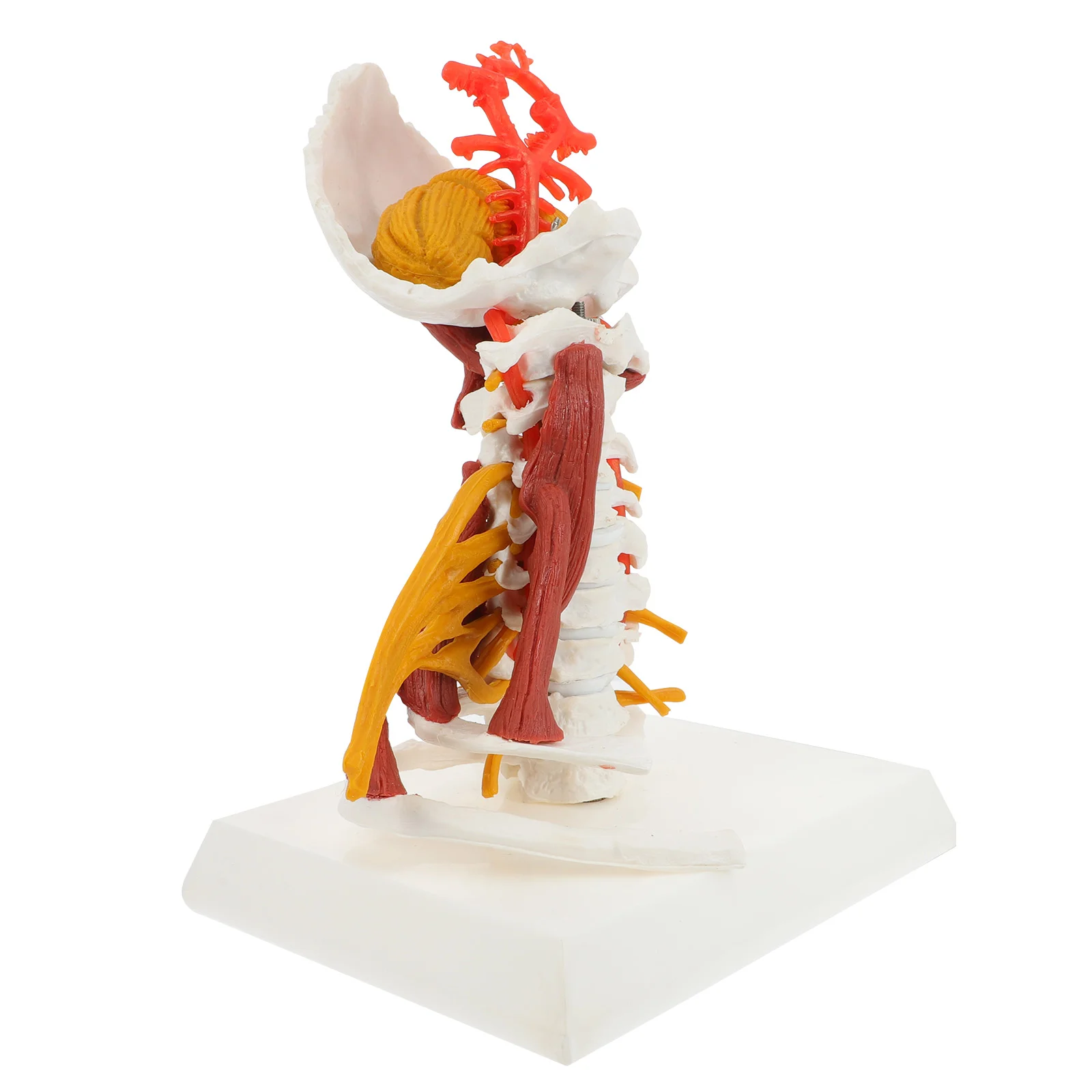 

Cervical Spine Model Anatomical Cervical Vertebra Model for Teaching