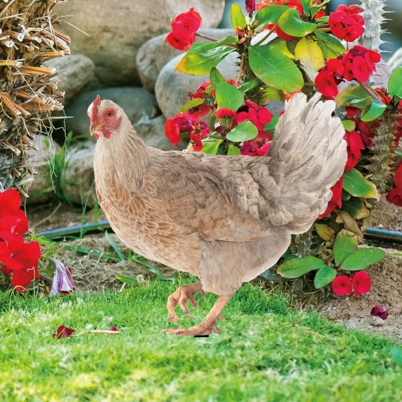 

[Wall Decor] Yklu243 Cross-Border Three-Dimensional Simulation Color Rooster Hen Courtyard Floor Outlet Yard Art Garden Outdoor