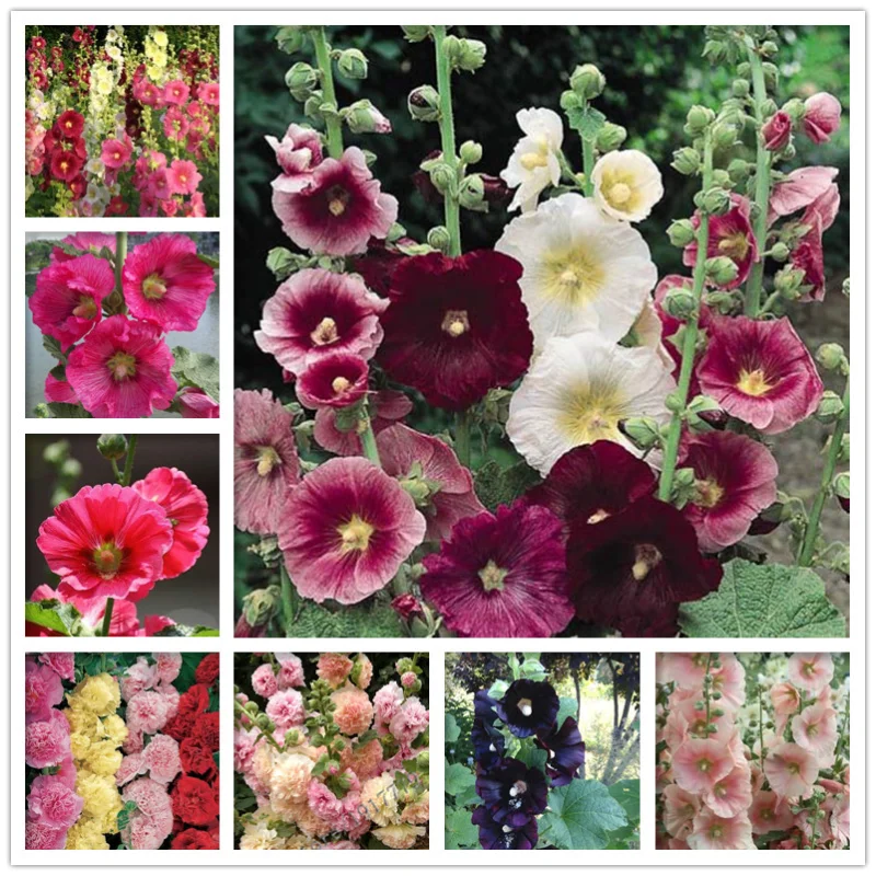 

Двойная Роза Hollyhock