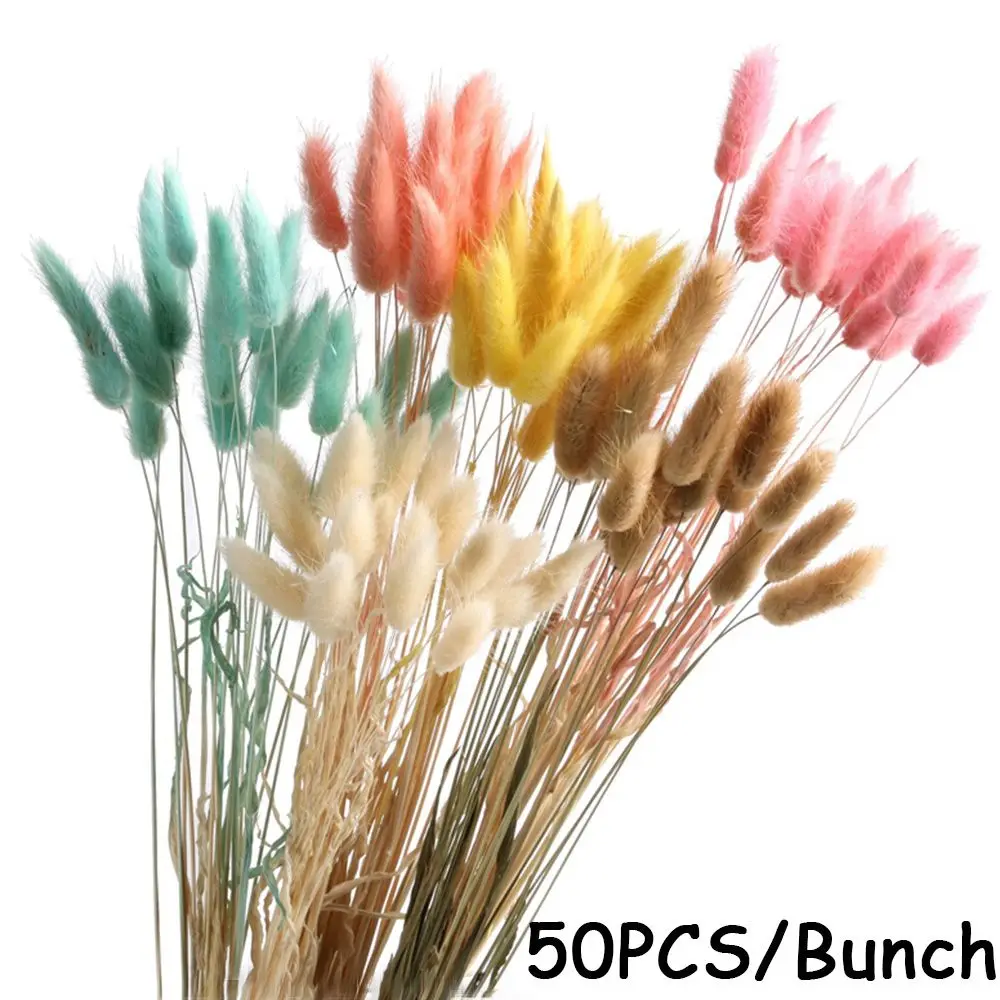 

Picta Plant Stems Natural Material Shooting Props Dried Flowers Bouquets Rabbit Tail Grass Bunny Tails Lagurus Ovatus