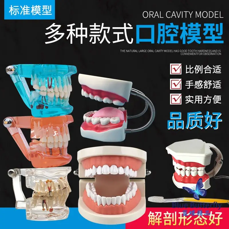 Модель для полости рта модель зубов учебные пособия детского сада детские