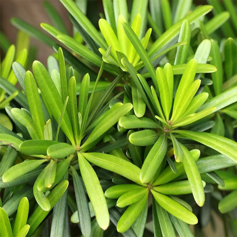 Ногоплодник Крупнолистный Семена 10шт + подарок|Семена| |