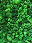 Стабилизированный мох 1кг весом (Stabmoss) ягель 