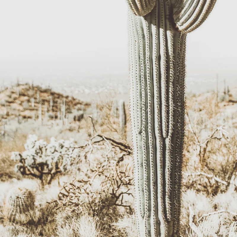 Постер для фотографий Desert Saguaro настенная Картина на холсте с принтом верблюда
