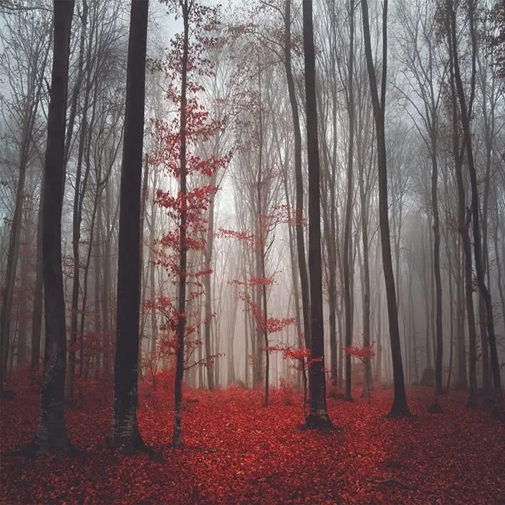 Занавес Мистик ЛЕС ДЕРЕВЬЯ красные листья туманный утренний вид осень Природа