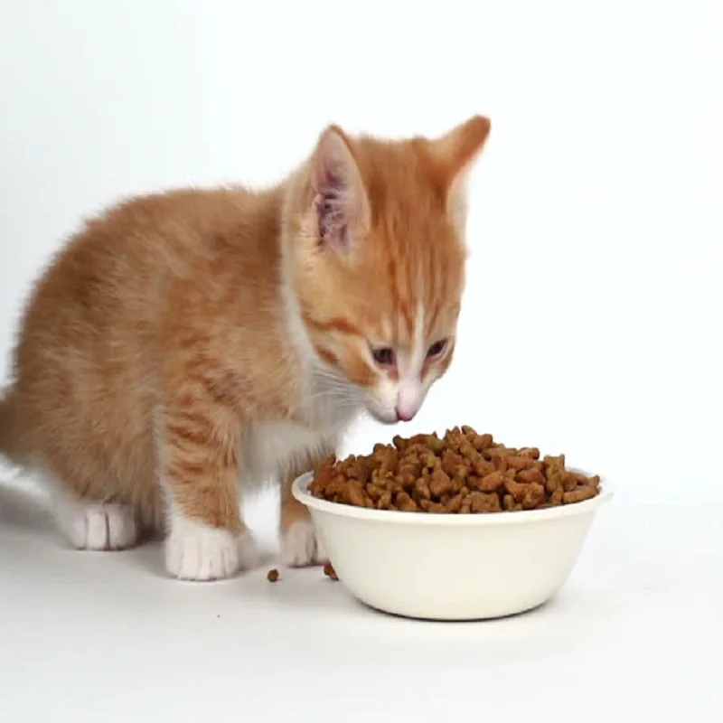 Сухая корма для котят Brit Care Crazy I Am Kitten 2 кг здоровое Кормление домашних животных
