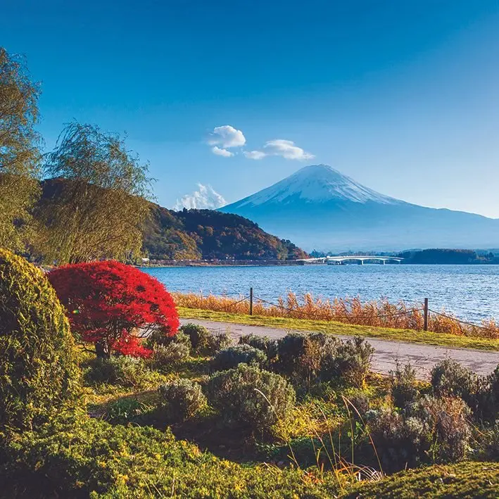 

Curtain Mount Fuji Lake Kawaguchi Lakeside Maple Tree Sunny Day Nature View in Autumn Blue Green Red