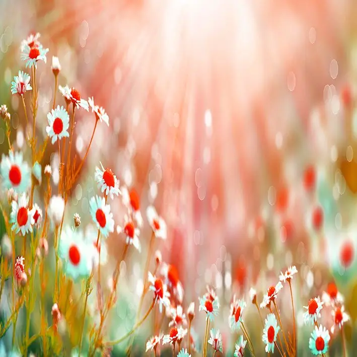 Занавес цветы ромашки поле на солнце светильник Летний сад природа Луг дикие