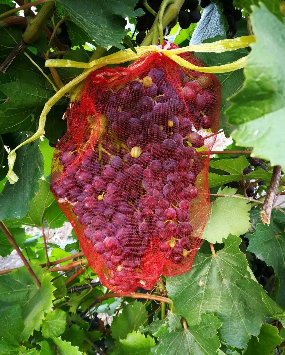 Мешочки для винограда от насекомых и вредителей с завязками 25 шт сетки ос | Дом