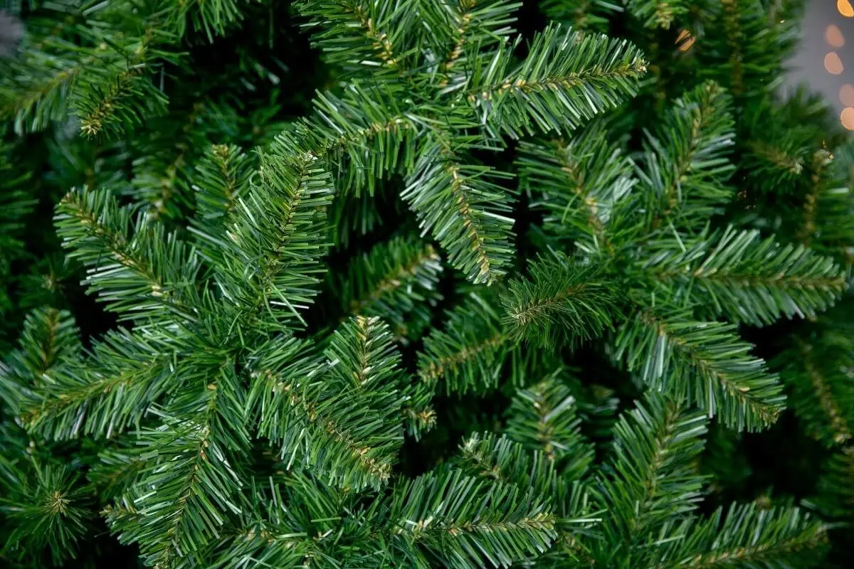 елка боярин. ель боярская 250см. елка боярская 250. Snowmen сосна 210 е50397. елка боярин.