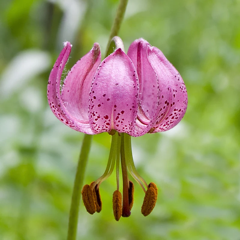 Saranka- (Lilium martagon) -Fresh seeds 5 PCS + Gift | Дом и сад