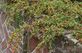Кизильник горизонтальный (Cotoneaster horizontalis) семена 20 шт. + подарок | Дом и сад