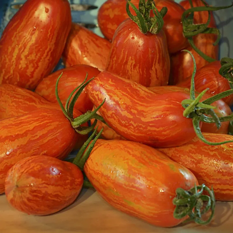 безумие кэссиди томат. безумие кэссиди томат. томат безумие касади характеристика. сорт томата безумие касади. сорт томата безумие касади.