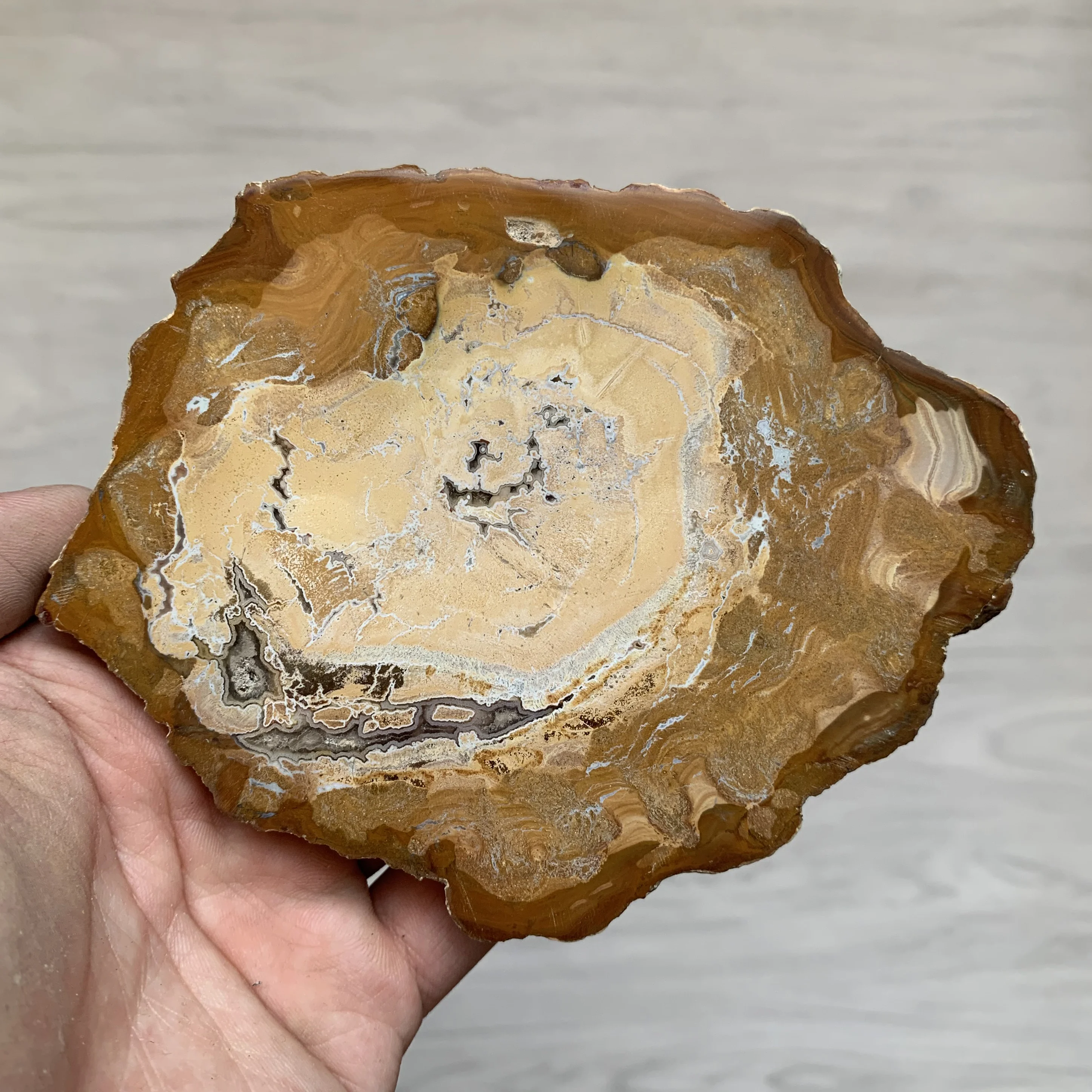 

Natural Petrified Wood Slice Coasters Gorgeous Polished Mineral Feng Shui Decoration Slab Dish Healing Reiki