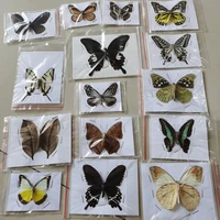 10 pcs real natural unmounted butterfly specimen artwork material colorful mixed le papillon home decoration diy