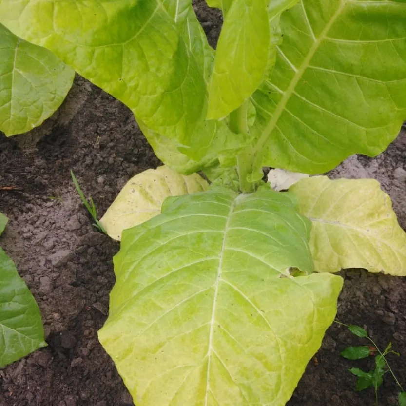 Сорт табака вирджиния голд сша. Семена табака берли дарк стронг. Табак вирджиния голд немецкая. Сорт табака вирджиния. Сорт табака толгский.