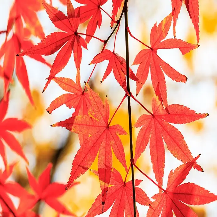 

Curtain Fall Maple Leaves Tree Branch Wild Forest Nature Autumn Seasonal View Photo Yellow Red Beige