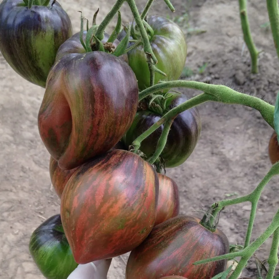 томат звездный истребитель. томат звездный истребитель vt16. томат мятежный звездный истребитель прайм. томат мятежный звёздный истребитель носатый. томат сорт мятежный звездный истребитель.