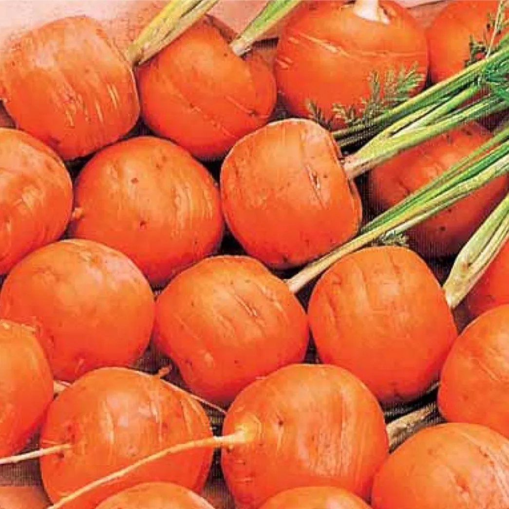 Семена Моркови Полярная Клюква Красноярск Купить