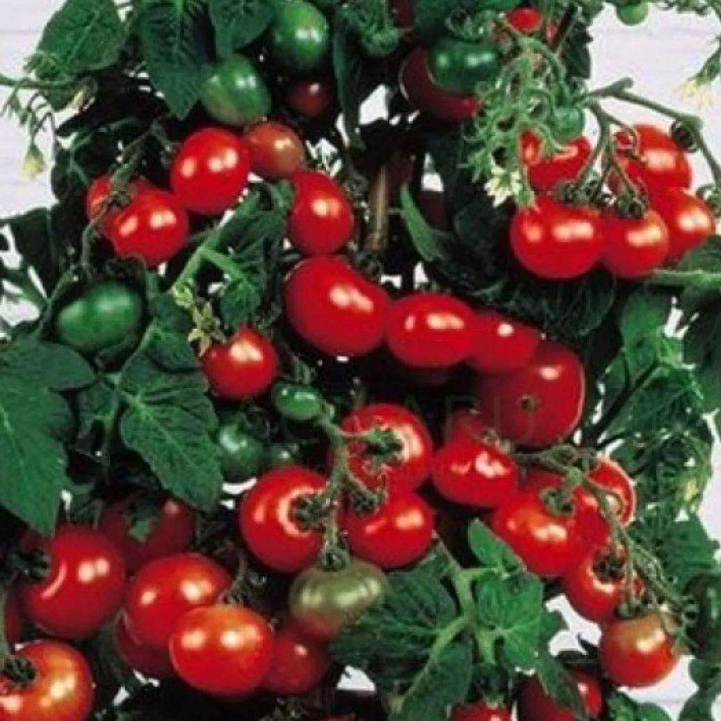 Помидор балконное чудо. Балконные томаты черри. Балконные помидоры балконное чудо. Помидор балконное чудо. Томат черри балконное чудо.